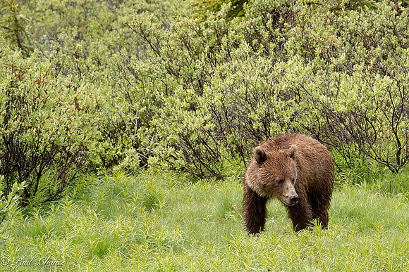 grizzly cub 1