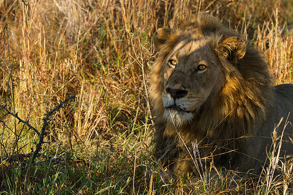Africa 2015--2