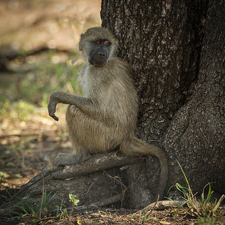 Africa 2015--7