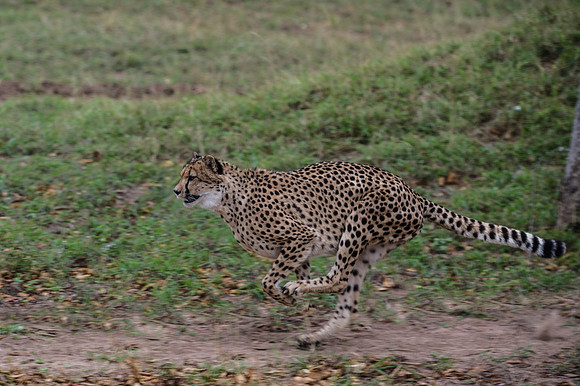 Africa 2015--8