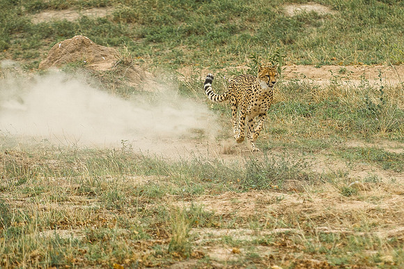 Africa 2015--10