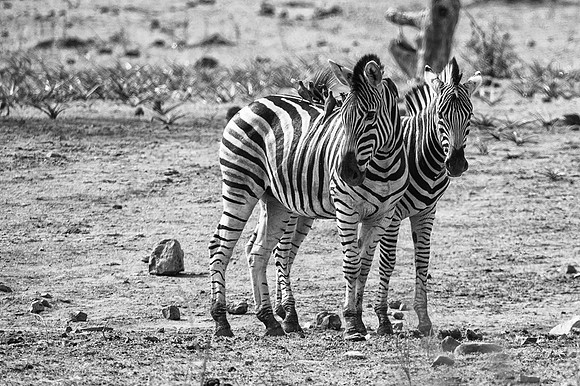 Africa 2015--11