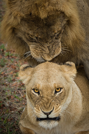 Africa 2015--12