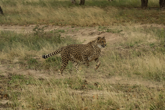 Africa 2015--13