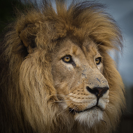 Africa 2015--15