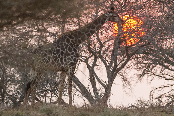 Africa 2015--16