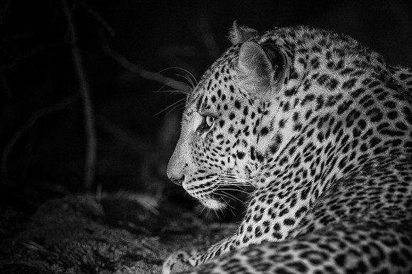Africa 2015--22