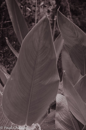 IR Fern 2