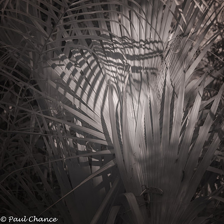 IR Fern