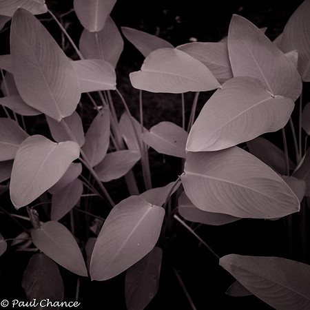 IR Fern 3
