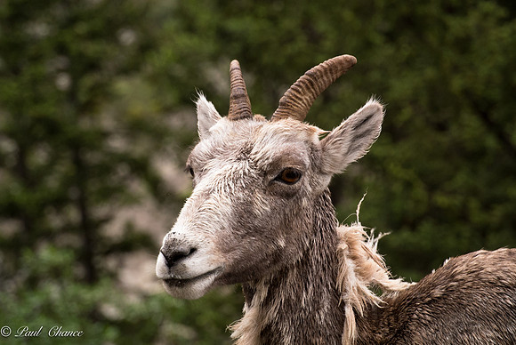A less than pretty Sheep