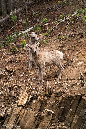 A pair of lambs