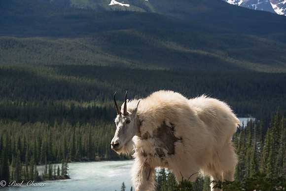 Mt Goat on ridge