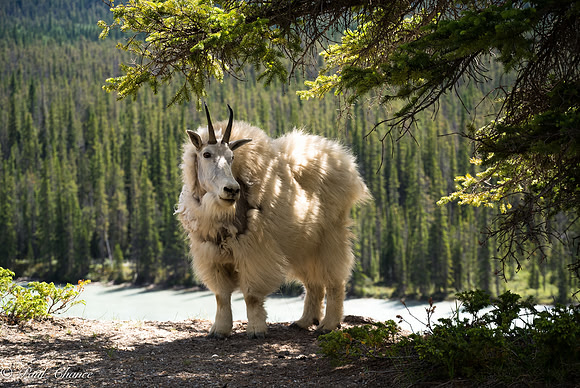 Mt Goat on ridge in the shade