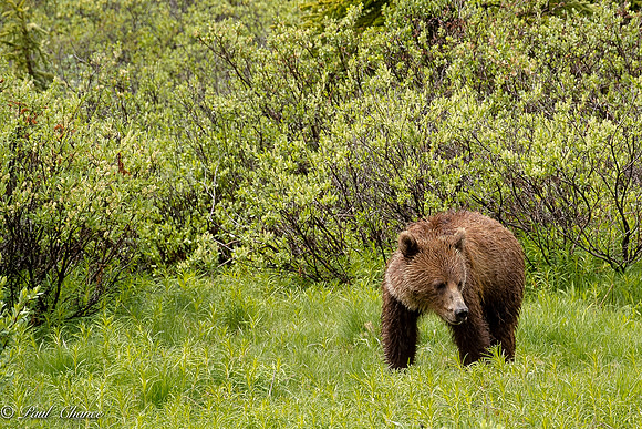 grizzley cub 2