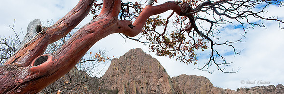 Red Tree and mountain-2