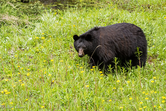 black bear 1
