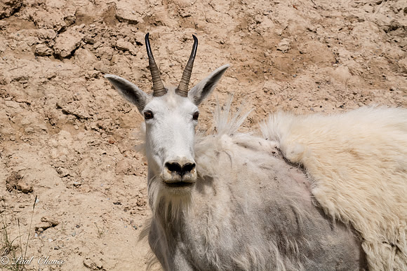 Mt Goat Mug Shot