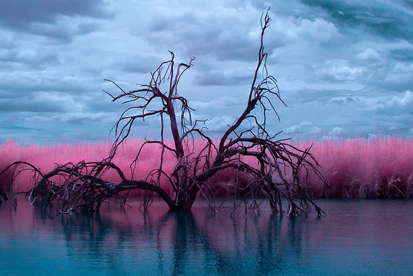 Infrared Dead Tree in pond