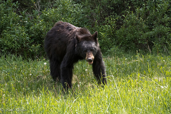 Black Bear 2